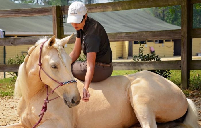 Local Horse Trainer Wins With Mustangs