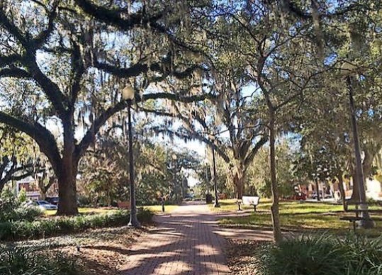 Tallahassee Moves to Create a “Tree Commission”