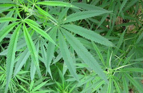 Justices Urged to Give Go-Ahead to Pot Amendment