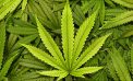 Pot Proposal Tops 600K Signatures