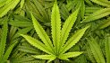Pot Proposal Tops 600K Signatures