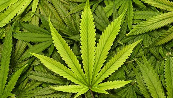 Lawsuit Accuses State of Holding Up Pot Measure