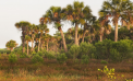 Weekly Roundup: Alligators and ICE