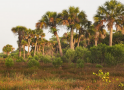 Weekly Roundup: Alligators and ICE