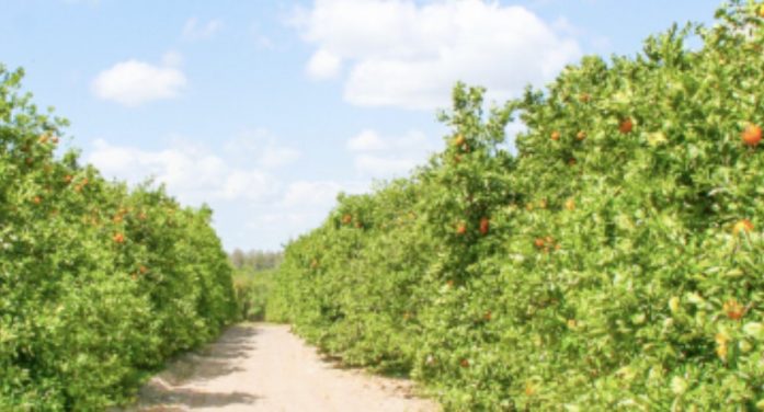 Citrus Forecast Leads to Revenue Bump