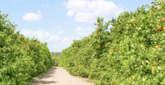 Citrus Growers Look for State, Federal Aid