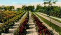 Florida Citrus Production Lowest in Century