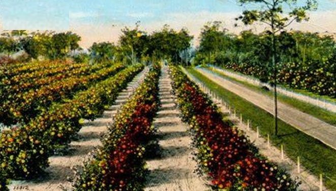 Florida Citrus Production Lowest in Century