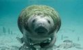 State Targets Manatee Protection Case