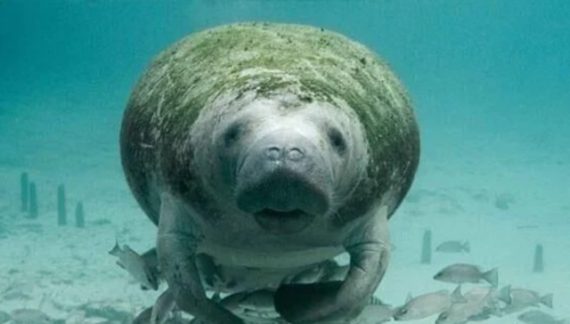 State Targets Manatee Protection Case