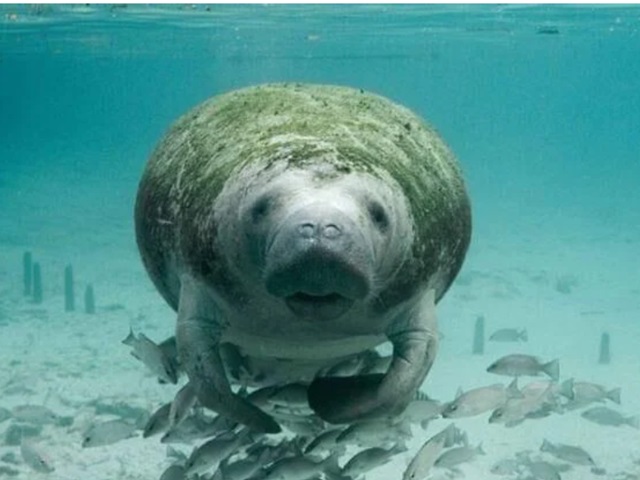 State Targets Manatee Protection Case